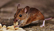 24 Hour & Emergency Exterminators in Livona, ND